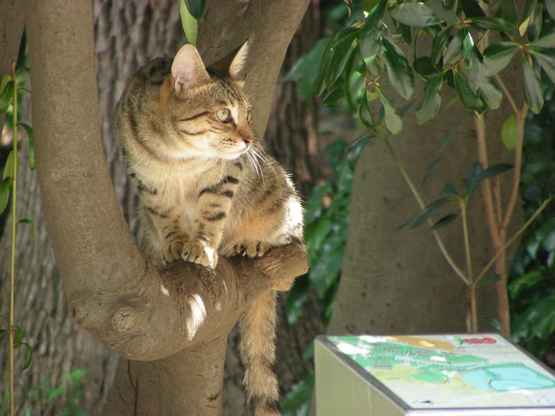 タイガー　上野公園