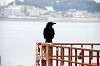 enoshima_0209_mini.jpg