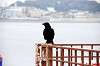 enoshima_0210_mini.jpg