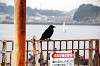 enoshima_0211_mini.jpg