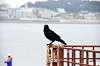 enoshima_0212_mini.jpg