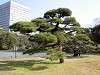 hamarikyu_0045_mini.jpg