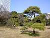 hamarikyu_0058_mini.jpg