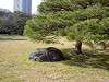 hamarikyu_0059_mini.jpg