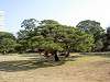 hamarikyu_0060_mini.jpg