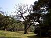 hamarikyu_0062_mini.jpg