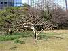 hamarikyu_0064_mini.jpg