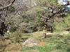 hamarikyu_0066_mini.jpg