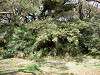hamarikyu_0070_mini.jpg