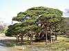 hamarikyu_0075_mini.jpg