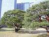 hamarikyu_0082_mini.jpg