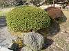 hamarikyu_0092_mini.jpg