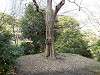 hamarikyu_0224_mini.jpg