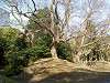 hamarikyu_0225_mini.jpg