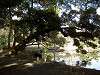 hamarikyu_0237_mini.jpg