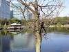 hamarikyu_0259_mini.jpg