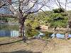 hamarikyu_0270_mini.jpg