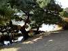 hamarikyu_0295_mini.jpg