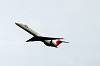 haneda_4309_mini.jpg