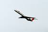 haneda_4498_mini.jpg