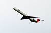 haneda_4499_mini.jpg