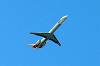 haneda_6127_mini.jpg