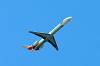 haneda_6128_mini.jpg