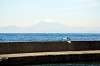 hayama_0949_mini.jpg