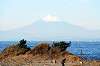 hayama_1009_mini.jpg