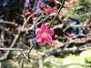 kiyosumi_0054_mini.jpg