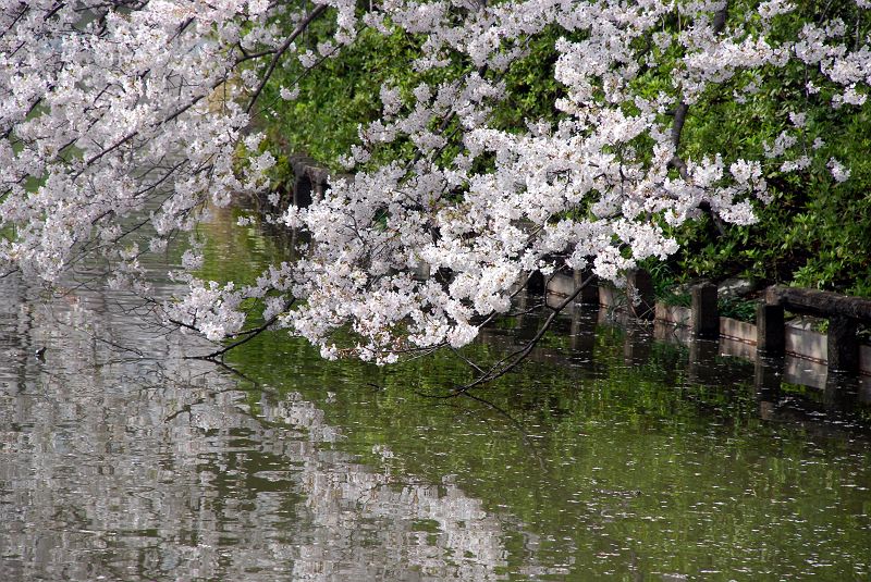 中の池の桜