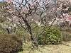 okurayama_0272_mini.jpg