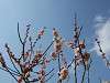 okurayama_0398_mini.jpg