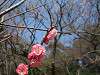 okurayama_0429_mini.jpg
