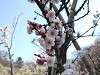 okurayama_0455_mini.jpg