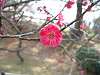 okurayama_0647_mini.jpg