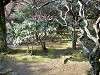 sankeien_0026_mini.jpg