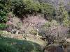 sankeien_0139_mini.jpg