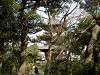 sankeien_0227_mini.jpg