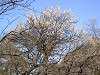 sankeien_0352_mini.jpg