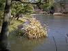 sankeien_0481_mini.jpg