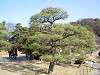 sankeien_0488_mini.jpg