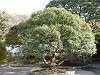 sankeien_0500_mini.jpg