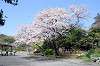 sankeien_0512_mini.jpg