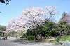 sankeien_0513_mini.jpg
