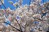 sankeien_0522_mini.jpg
