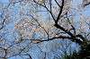 sankeien_0529_mini.jpg