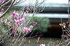 sankeien_0580_mini.jpg
