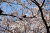sankeien_0596_mini.jpg