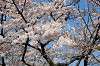 sankeien_0638_mini.jpg